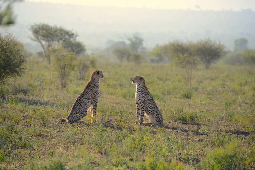 Jaipur: Jhalana Amagarh Leopard Reserve 4×4 Jeep Safari - A wild reserve on Jaipur’s doorstep