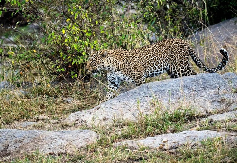 Jaipur: Jhalana Amagarh Leopard Reserve 4×4 Jeep Safari - Who should book this safari?