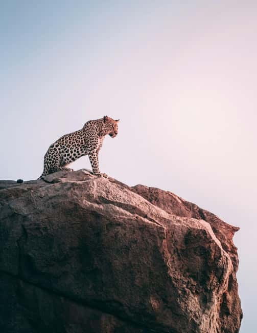Jaipur: Jhalana Amagarh Leopard Reserve 4×4 Jeep Safari - Getting from your hotel to the forest