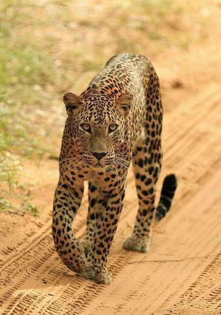 Jaipur: Jhalana/Amagarh leopard safari private tour - A Wild Leopard Search Near Jaipur
