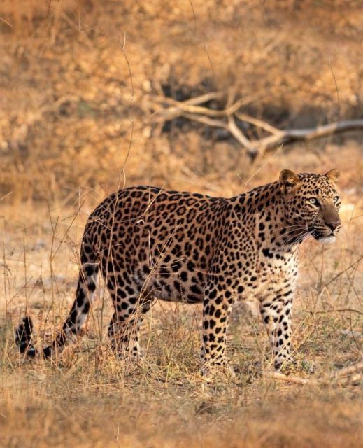 Jaipur: Jhalana/Amagarh leopard safari private tour - Pickup From Jaipur and the Five-Hour Schedule