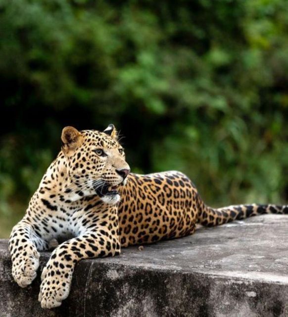 Jaipur: Jhalana/Amagarh leopard safari private tour - The Private Tour Question