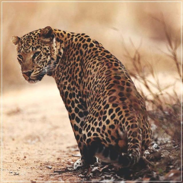 Jaipur: Jhalana/Amagarh leopard safari private tour - What the Safari Is Really Worth at $84