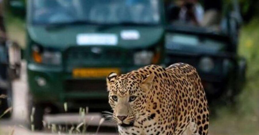 Jaipur: Jhalana/Amagarh leopard safari private tour - Strengths and Weak Spots to Weigh