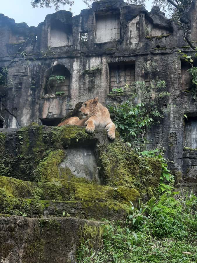 Jakarta : Taman Safari, Panda Palace, and Waterfall - Beyond the drive: pandas, penguins, and animal shows