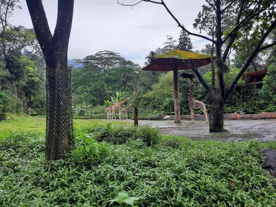 Jakarta : Taman Safari, Panda Palace, and Waterfall - What the $123 price includes
