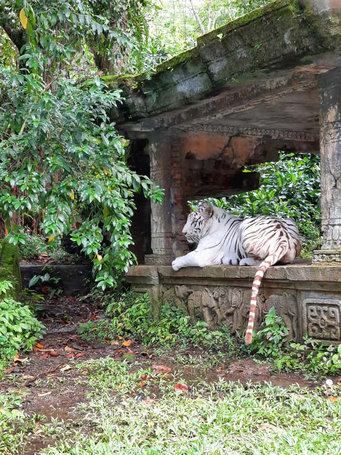 Jakarta : Taman Safari, Panda Palace, and Waterfall - Practical packing advice