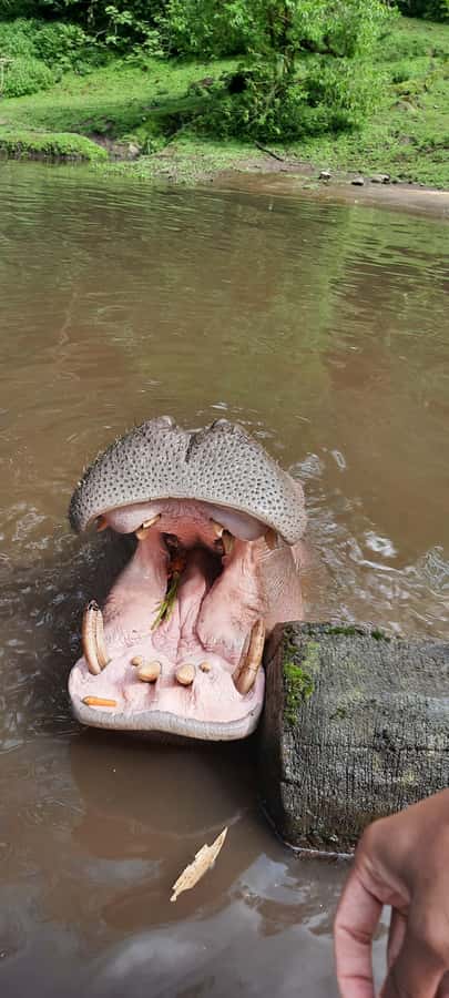 Jakarta : Taman Safari, Panda Palace, and Waterfall - One hour inside Taman Safari