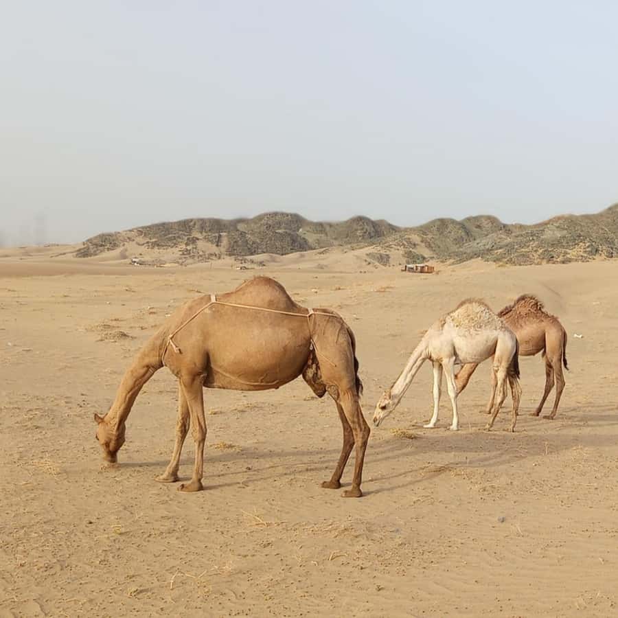 Jeddah Desert Safari: Quad Biking, Camel Farm & Sunset Views - Sunset, sunrise, and the best photo light
