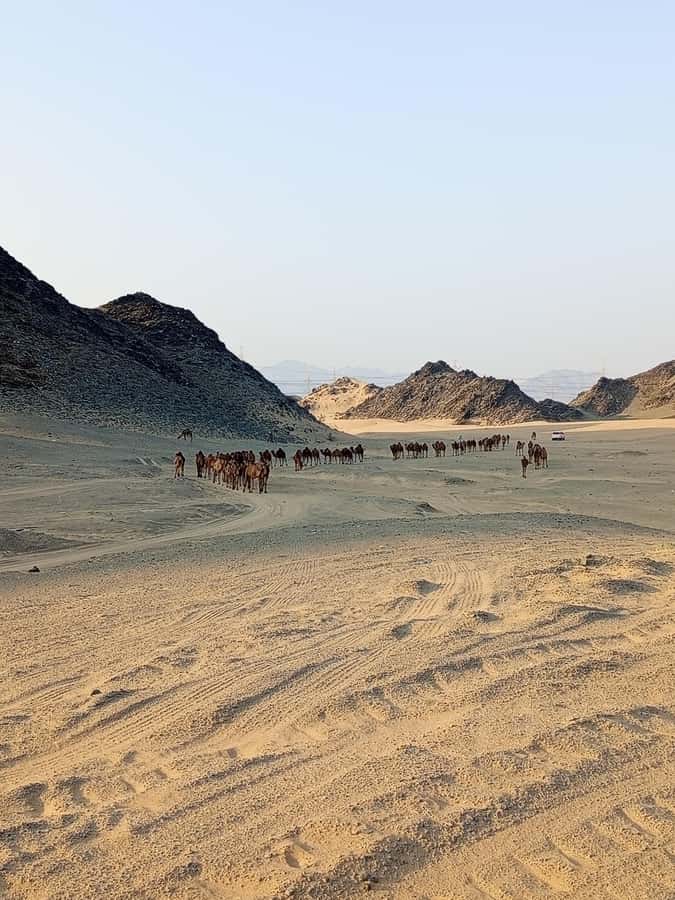 Jeddah Desert Safari: Quad Biking, Camel Farm & Sunset Views - Practical details that shape the day