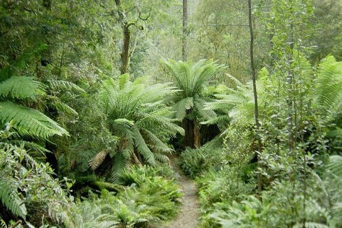 JEEP JUNGLE SAFARI Around Koh Samui(Eco Friendly)including Lunch - What the guide and driver add to the day