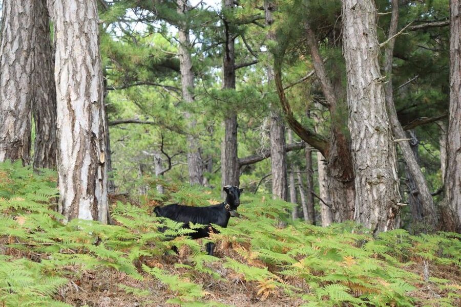 Jeep Safari in Thassos Mountain with picnic fruits & wine - Theologos and Thassos’ old mountain character