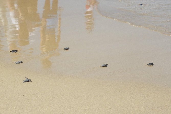 Jeep Safari to Akamas National Park: Avakas Gorge Tour from Paphos - Swimming and the Akamas coast