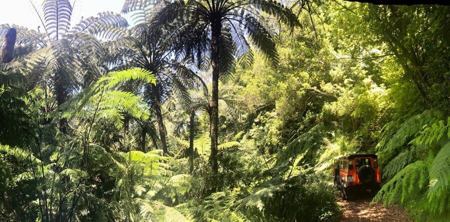 Jeep Tour Santana to East-Side - Laurissilva Forest and the walk to Balcões