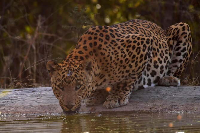 Jhalana Panther Safari Park Tour in Jaipur - Morning or afternoon: which departure makes sense?