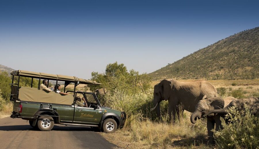 Johannesburg: 2-Day 4-Star Pilanesberg Safari - What the Big Five promise really means