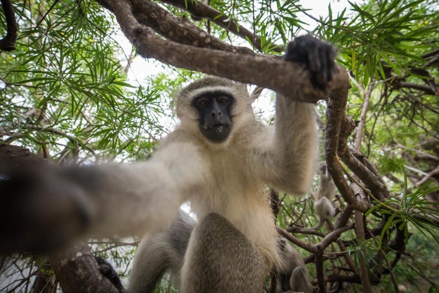 Johannesburg: 5-Day Classic Kruger National Park Safari - Day 5: Sunrise drive and the Blyde River Canyon