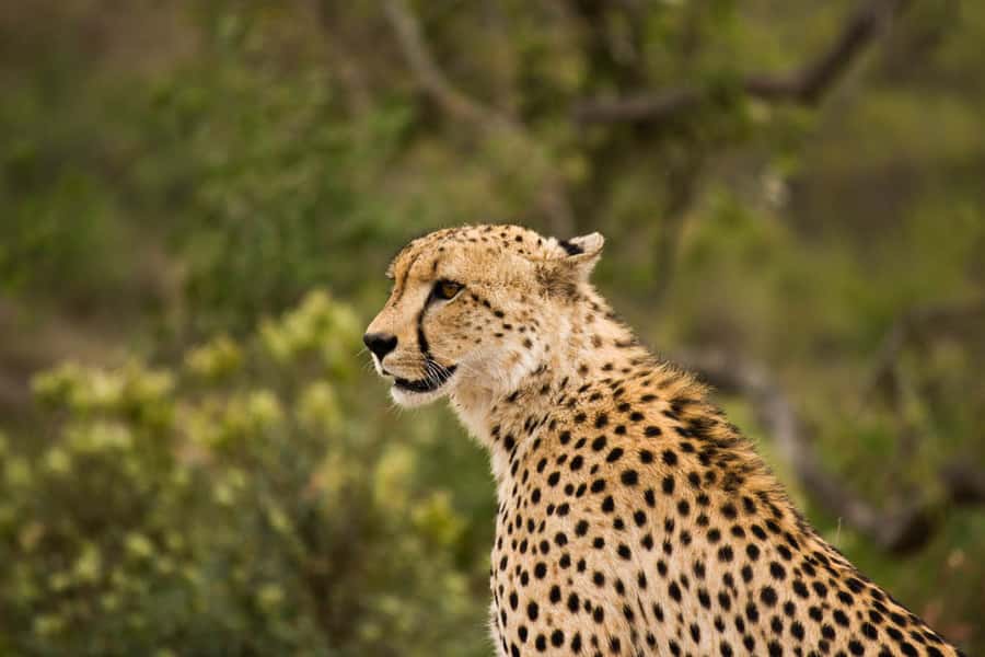 Johannesburg: Affordable 3 Day Kruger Park Safari - The real shape of the three-day schedule