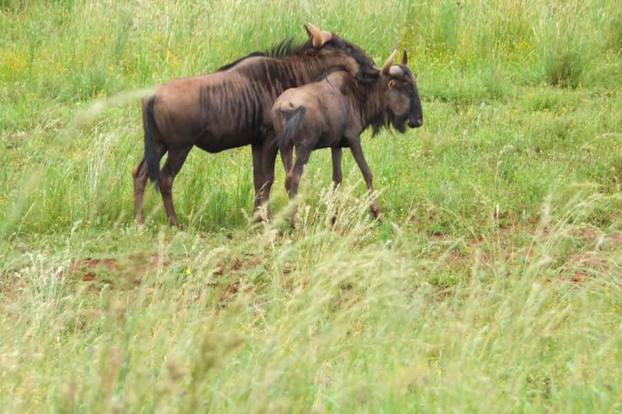 Johannesburg: Rhino and Lion Nature Reserve Safari - Key points to know before you book
