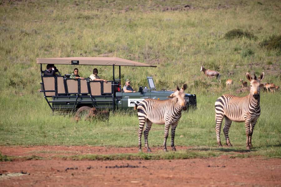 Johannesburg: Rhino and Lion Nature Reserve Safari - From Johannesburg to Bothongo Rhino & Lion Nature Reserve