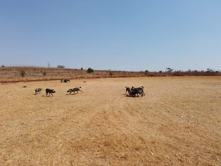 Johannesburg: Rhino and Lion Nature Reserve Safari - Why the guide changes the experience