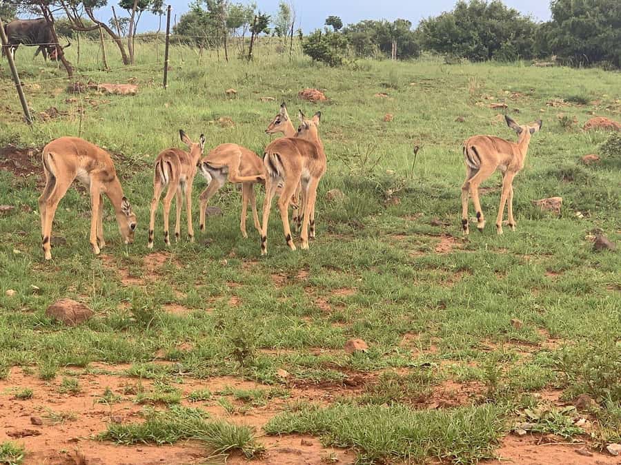 Johannesburg: Rhino and Lion Nature Reserve Safari - The reserve’s compact format and its limits