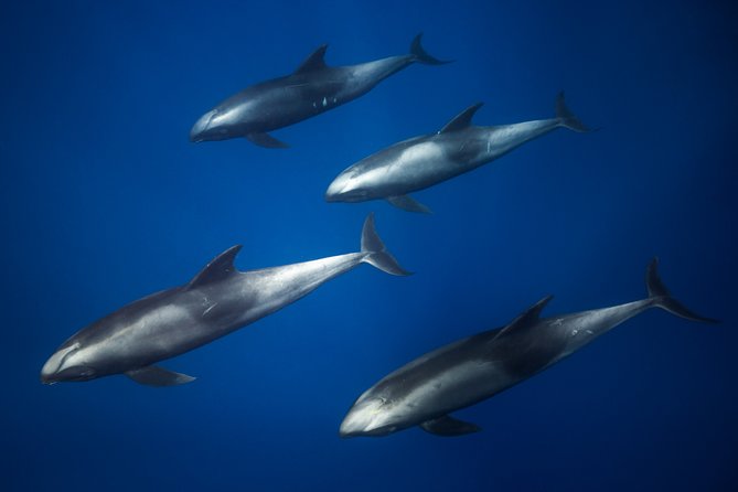 Kaimana Ocean Safari - What it is like to enter the water