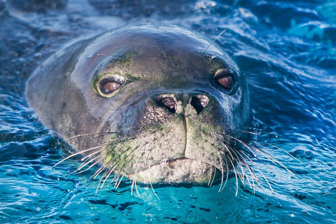 Kaimana Ocean Safari - The animals you might see off Kona