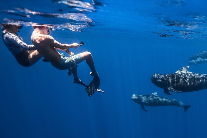 Kaimana Ocean Safari - Guides, safety, and the feel on board