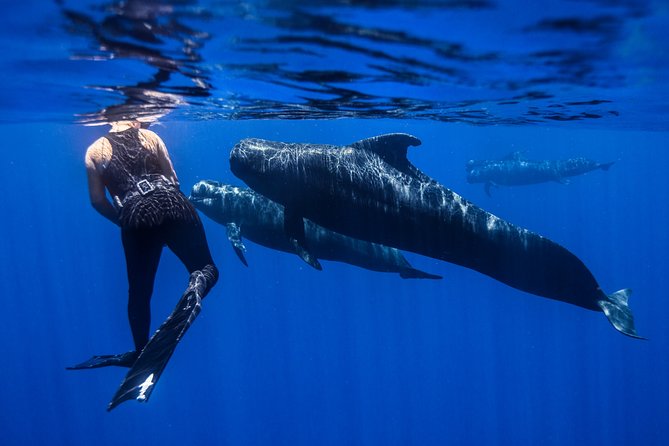 Kaimana Ocean Safari - Who should book this experience