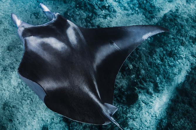 Kaimana Ocean Safari - From Kona reef water to the open Pacific