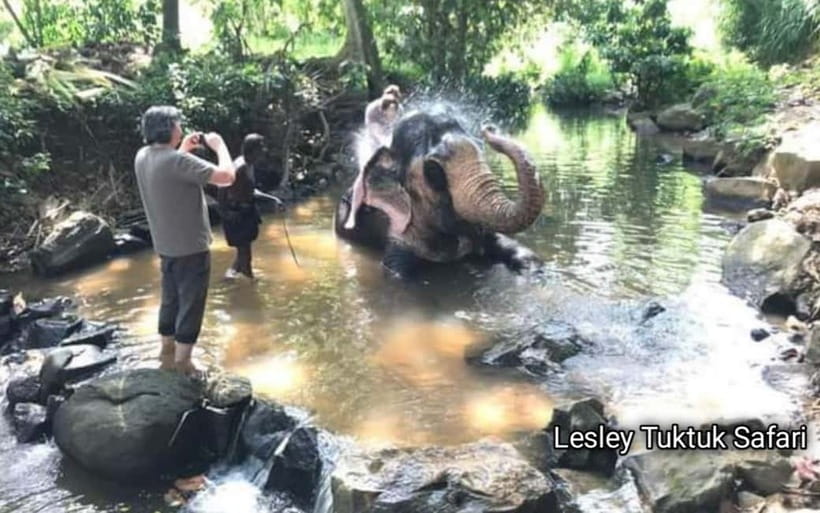 Kandy : Pinnawala Elephant Safari Private Guid Tuk Tuk Tour - Pinnawala gives the day its big moment