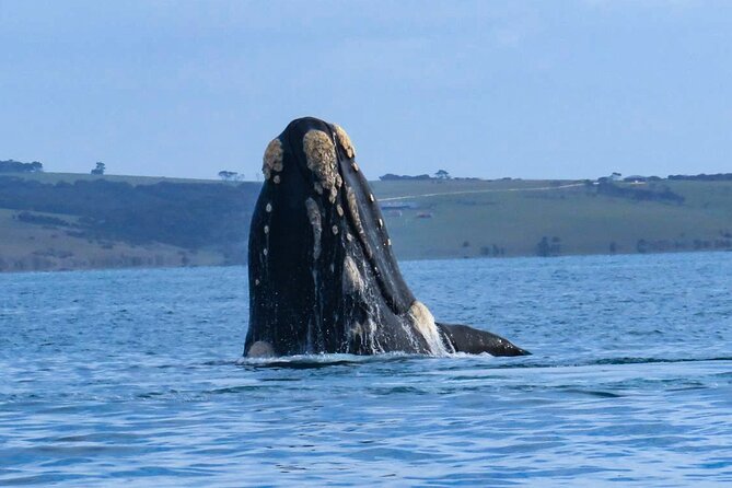 Kangaroo Island 75-Minute Coastal Safari - Eagles, seabirds, and winter whales add variety