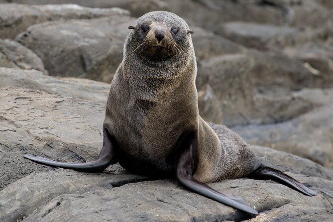 Kangaroo Island 75-Minute Coastal Safari - The boat ride is part of the value