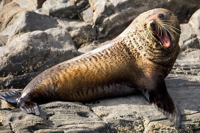 Kangaroo Island 75-Minute Coastal Safari - Is $63.12 a fair price?