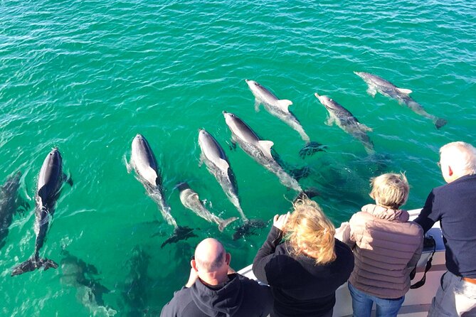 Kangaroo Island: 75-Minute Coastal Safari - Searching for dolphins near Penneshaw