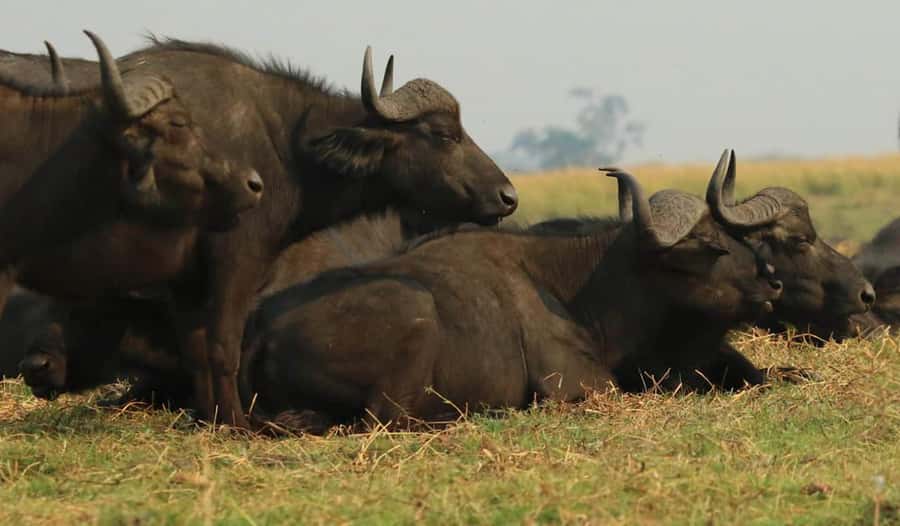 Kasane: Chobe National Park Full-Day Game Drive Safari - Key points to know before you book