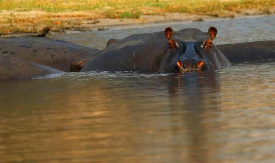 Kasane: Chobe National Park Full-Day Game Drive Safari - Why a full day in Chobe matters