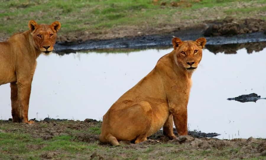 Kasane: Chobe National Park Full-Day Game Drive Safari - Boat, jeep, or both?
