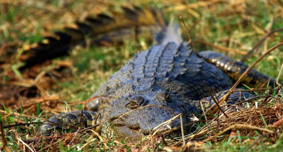 Kasane: Chobe National Park Full-Day Game Drive Safari - Wildlife watching with a local guide