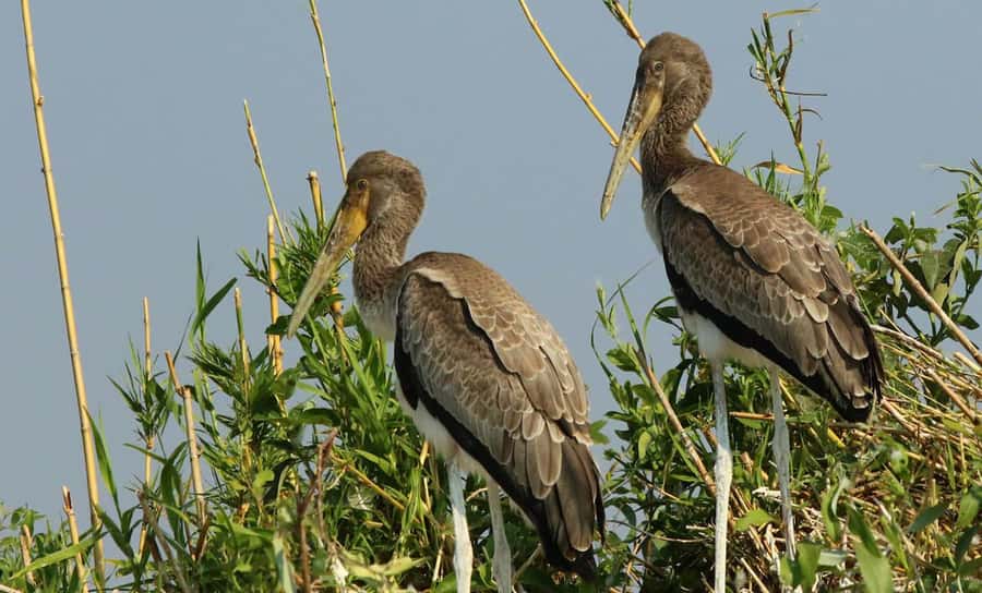 Kasane: Chobe National Park Full-Day Game Drive Safari - Elephants, hippos, crocodiles, and the bigger picture