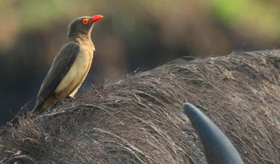 Kasane: Chobe National Park Full-Day Game Drive Safari - Meals and breaks inside the park