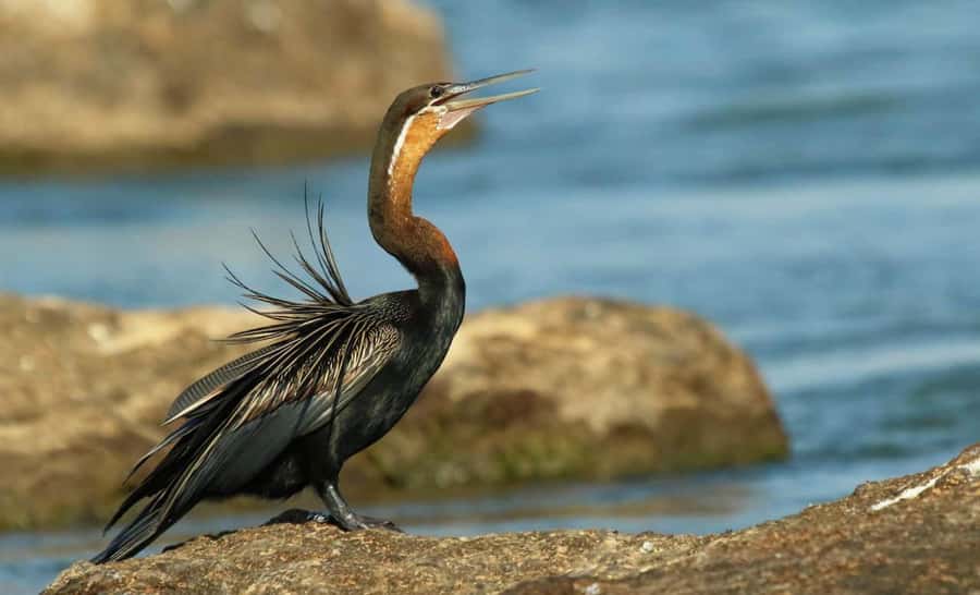 Kasane: Chobe National Park Full-Day Game Drive Safari - What to bring for a comfortable safari