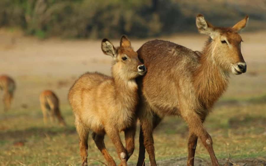 Kasane: Chobe National Park Full-Day Game Drive Safari - Who should book this Chobe safari?