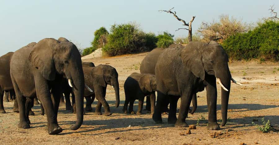 Kasane: Chobe National Park Full-Day Game Drive Safari - Pickup from Kasane and the route into the park