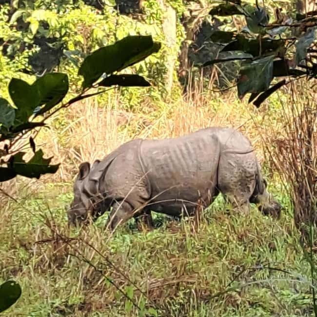 Kathmandu: 3-Day Chitwan Safari Tour with Hotel Transfers - Day 2: Canoeing, crocodiles, and the jeep safari