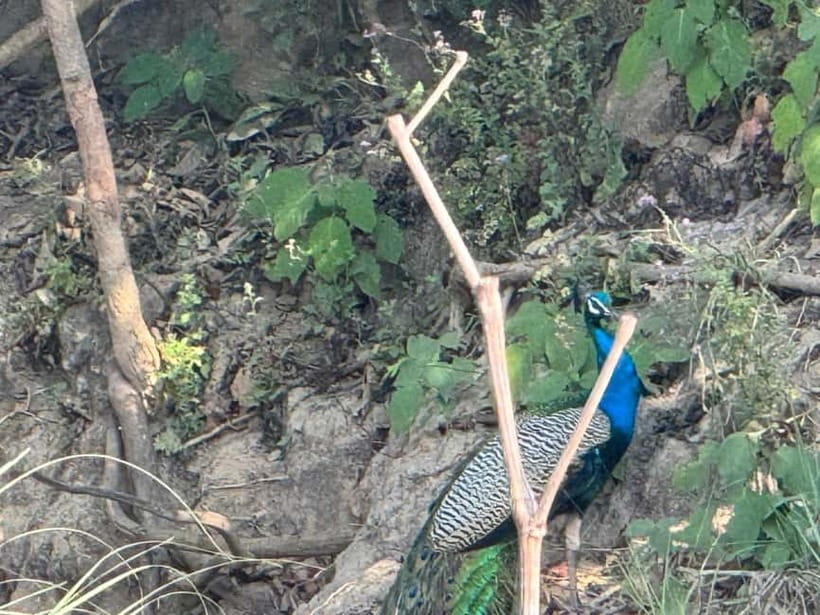Kathmandu: 3-Day Chitwan Safari Tour with Hotel Transfers - How much wildlife can you expect?