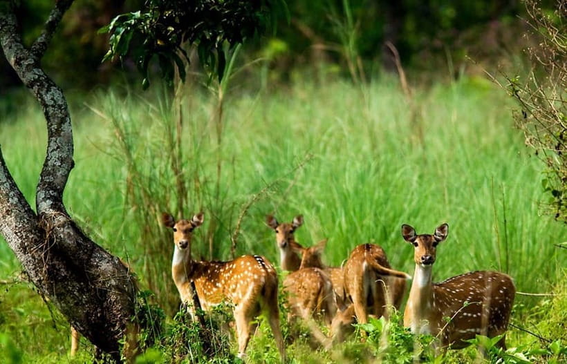 Kathmandu/Pokhara: 3 Day Chitwan Jungle Safari Tour - Why Chitwan makes a good break from Nepal’s mountains