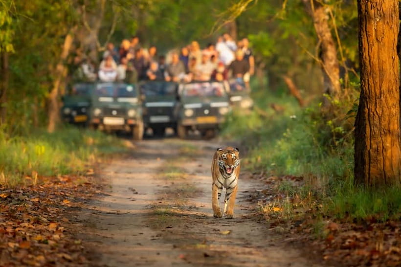 Kathmandu/Pokhara: 3 Day Chitwan Jungle Safari Tour - Day one: road arrival, Tharu culture, and sunset