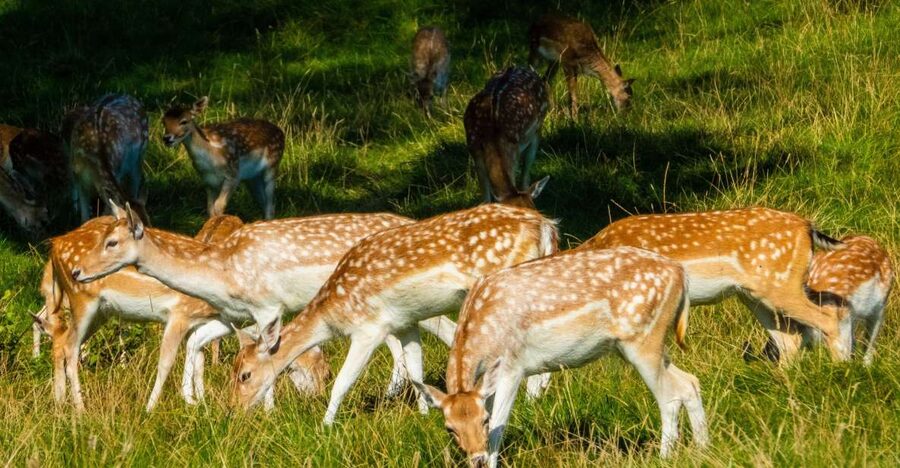 Kathmandu/Pokhara: Wildlife, Culture and Jungle Safari Tour - Key points to know before booking